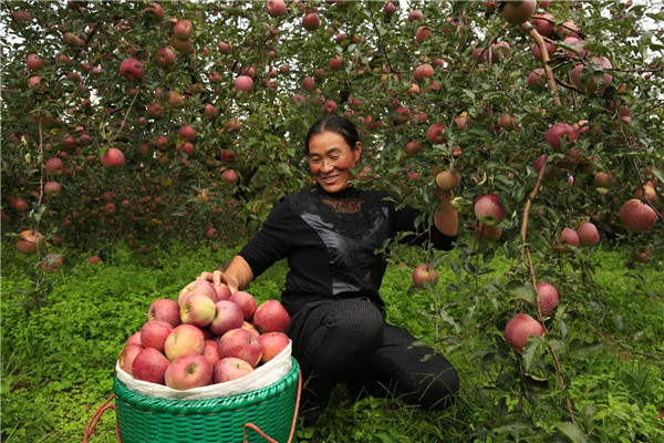 當(dāng)?shù)鼐用裨诠麍@勞作