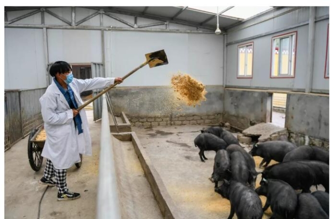 【深一度】五問(wèn)非洲豬瘟，你所關(guān)切的答案都在這里