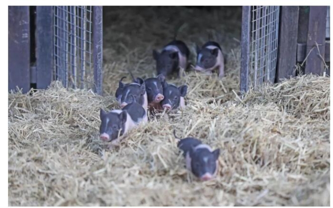 【深一度】五問(wèn)非洲豬瘟，你所關(guān)切的答案都在這里