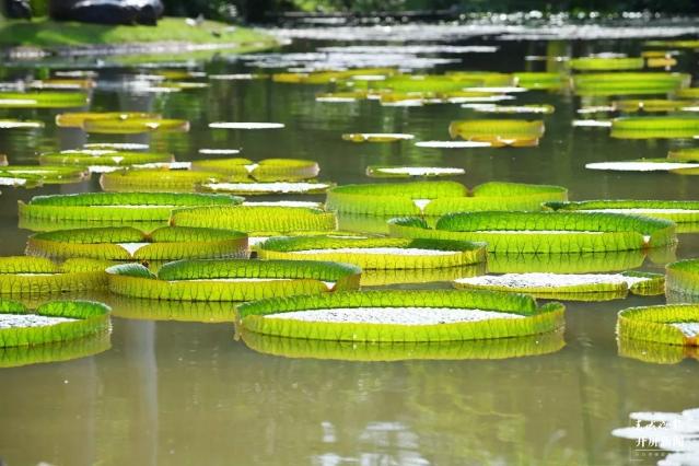 版納植物園“賞蓮月”開啟