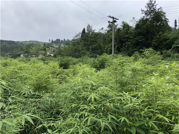 萬(wàn)畝竹林示范基地