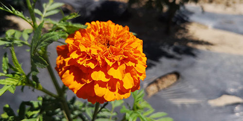 當(dāng)?shù)靥镩g綻放的萬(wàn)壽菊　康彥龍/攝