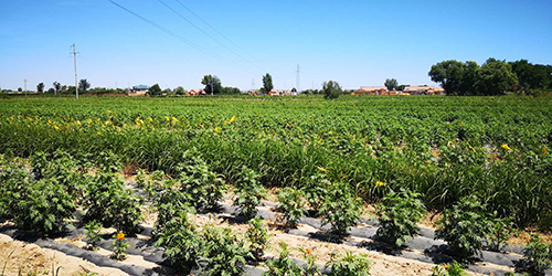 　孟壩鎮(zhèn)萬(wàn)畝萬(wàn)壽菊種植基地　康彥龍/攝