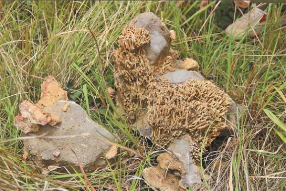 QQ截圖20190710080708