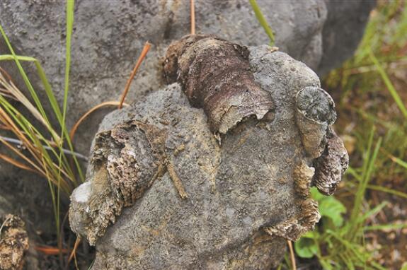 QQ截圖20190710080721