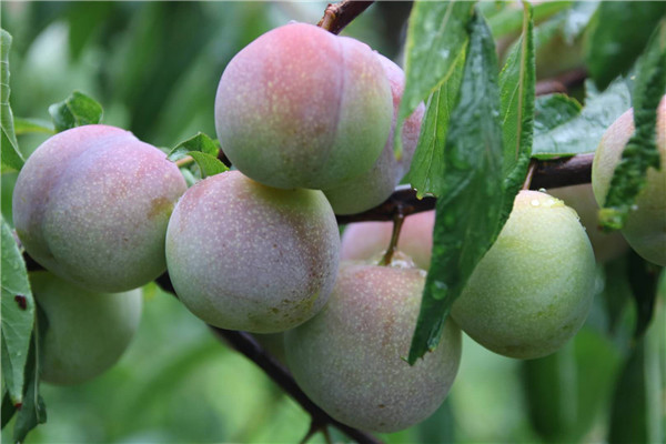 微信圖片_20190710151633