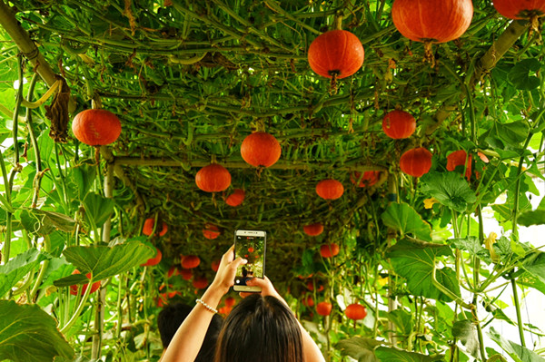 瓜果采摘區(qū)