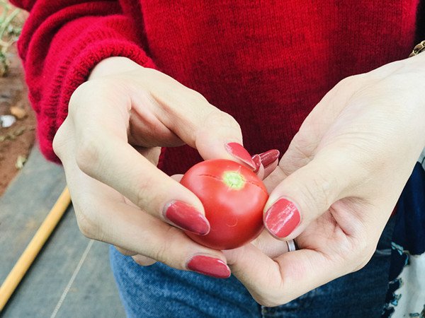 生態(tài)有機(jī)番茄