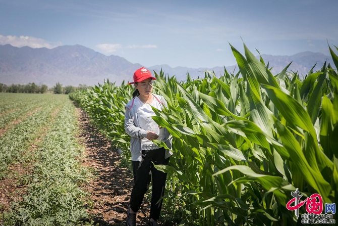 【邊疆黨旗紅】從打工妹到十九大黨代表 川妹子扎根兵團(tuán)帶頭致富