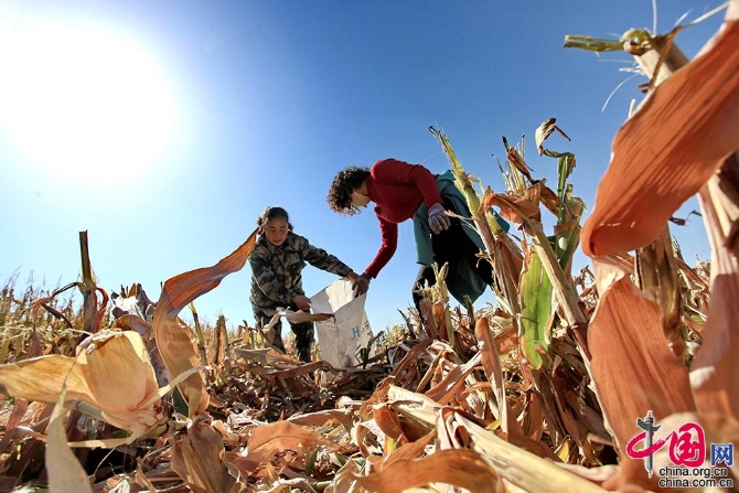 【邊疆黨旗紅】從打工妹到十九大黨代表 川妹子扎根兵團(tuán)帶頭致富
