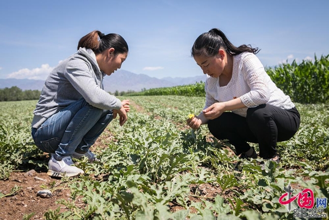 【邊疆黨旗紅】從打工妹到十九大黨代表 川妹子扎根兵團(tuán)帶頭致富