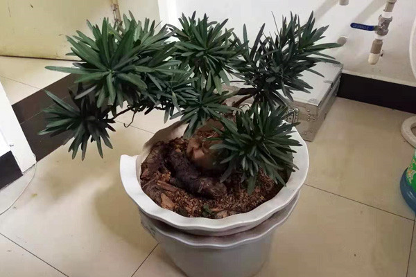 被盜的羅漢松。供圖