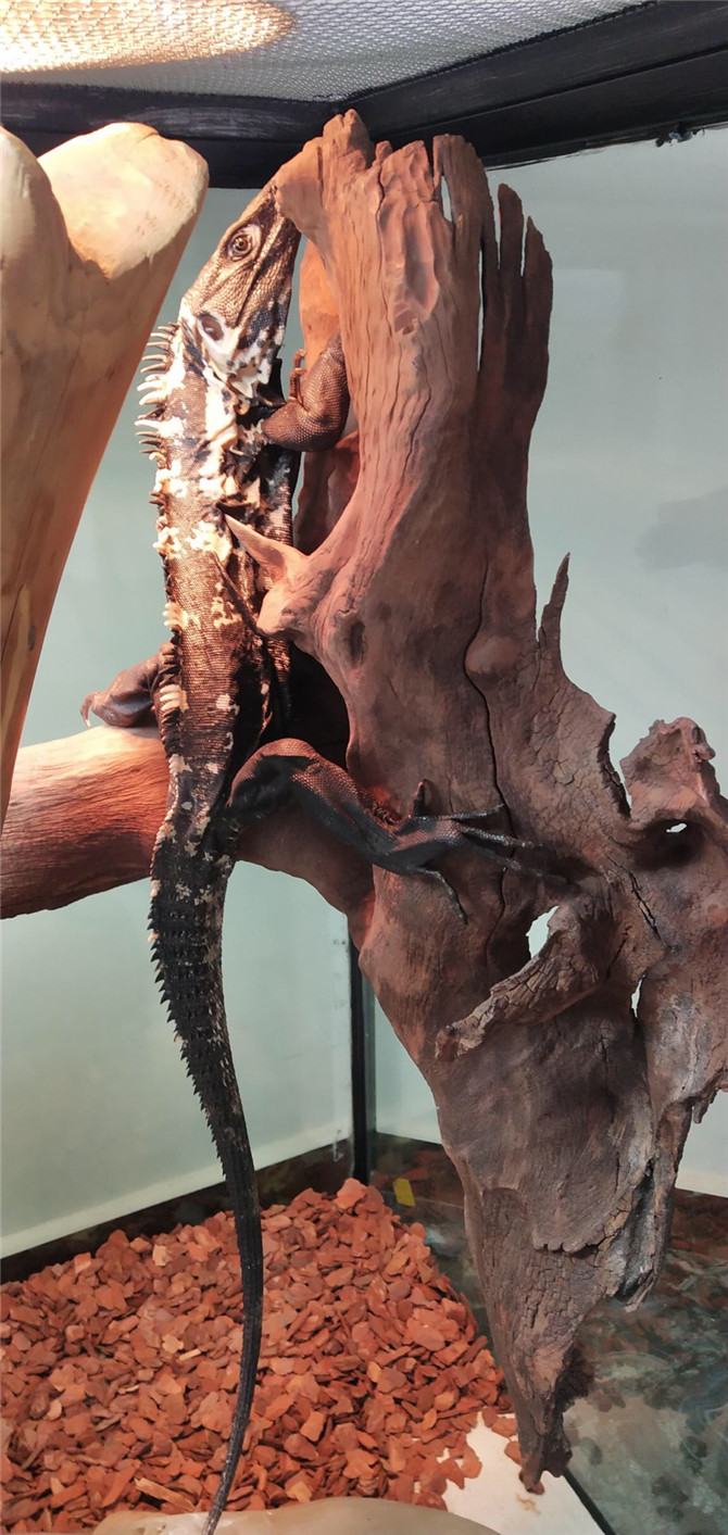 圖六 即將開業(yè)的爬行時空主題樂園