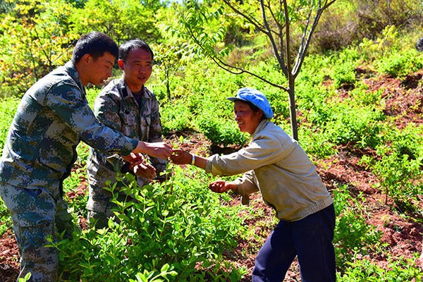 技術(shù)人員指導(dǎo)農(nóng)民種植金銀花 技術(shù)人員指導(dǎo)農(nóng)民種植金銀花