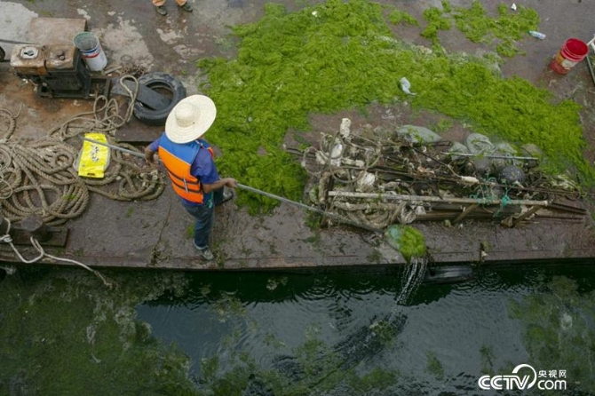 重視保護(hù)海洋生態(tài)，環(huán)衛(wèi)工人正在及時(shí)清理滸苔 （李文亮 攝）