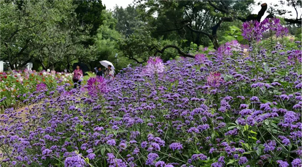 QQ截圖20190718220231 QQ截圖20190718220231