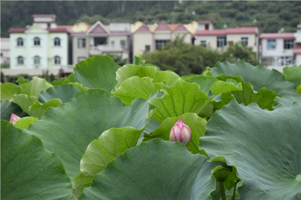 南羊荷花別樣紅