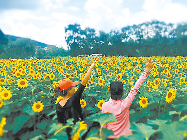 “金色螳川”百畝油葵花