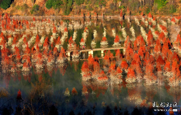 5、盤龍區(qū)美麗的甸尾村水杉濕地。彩龍社區(qū)網(wǎng)友邢晉蘇 攝