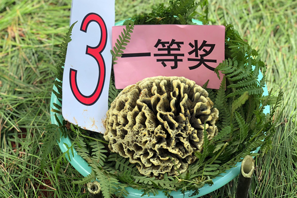 在干巴菌評選中獲得一等獎的“菌王”。
