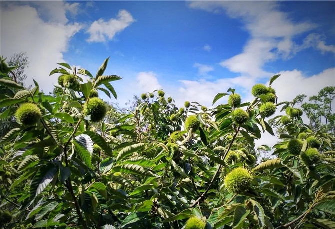 8、第二屆昆明板栗節(jié)在祿勸縣舉行。