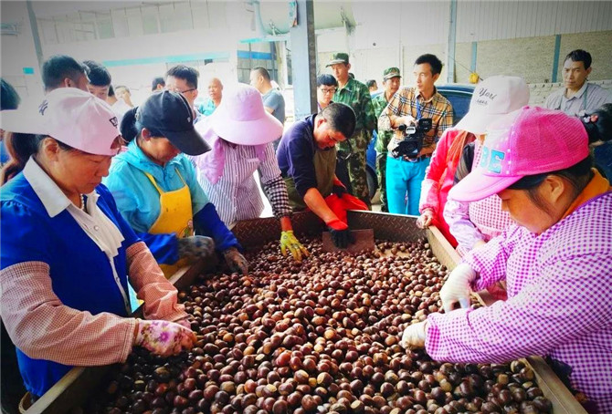 9、祿勸積極推進(jìn)板栗全產(chǎn)業(yè)鏈體系建設(shè)。
