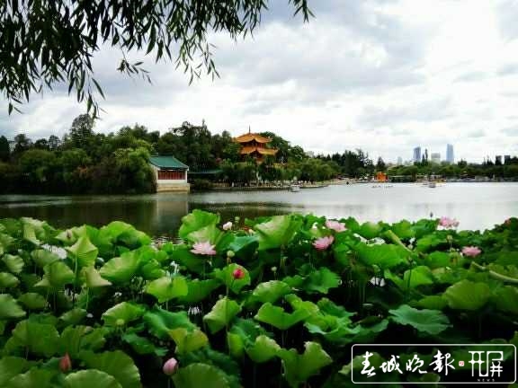 大觀樓荷花盛開待游客賞