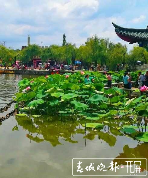 大觀樓荷花盛開待游客賞