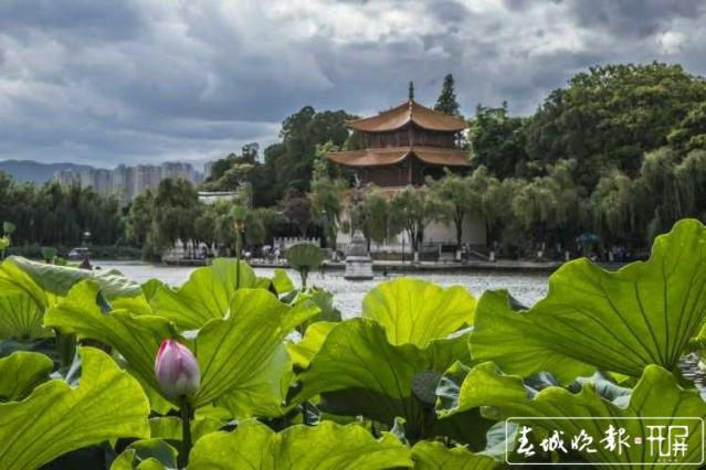 大觀樓荷花盛開待游客賞