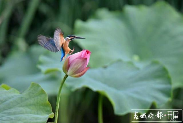 大觀樓荷花盛開待游客賞