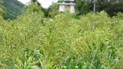 經(jīng)濟(jì)文化齊發(fā)展 走穩(wěn)貴州脫貧攻堅(jiān)每一步 簸箕壩高粱.jpg