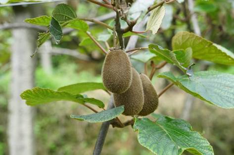 一顆獼猴桃 撬動鄉(xiāng)鎮(zhèn)經(jīng)濟發(fā)展 獼猴桃.jpg