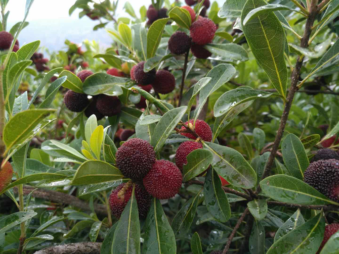 圖片4 富民縣以楊梅產(chǎn)業(yè)作為突破點，連續(xù)多年成功舉辦楊梅健康文化節(jié)。