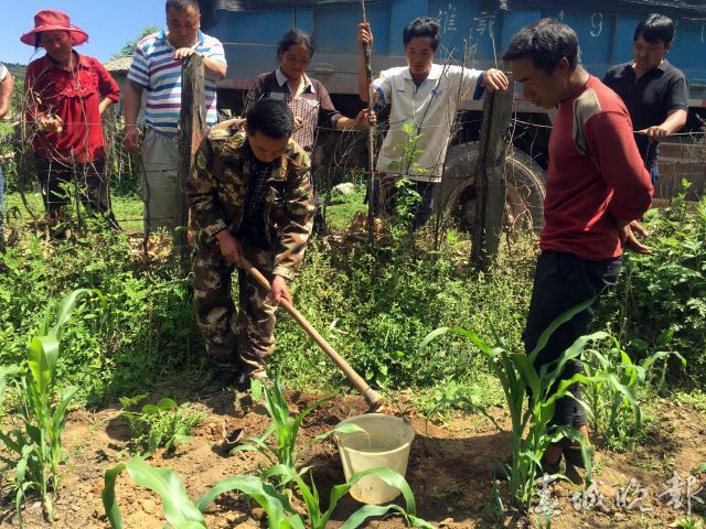 麗江市林業(yè)局一萬多株青椒苗免費(fèi)扶持貧困戶