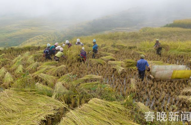 古稻紅米上市，紅河萬畝梯田稻農(nóng)等你來嘗鮮 (3)