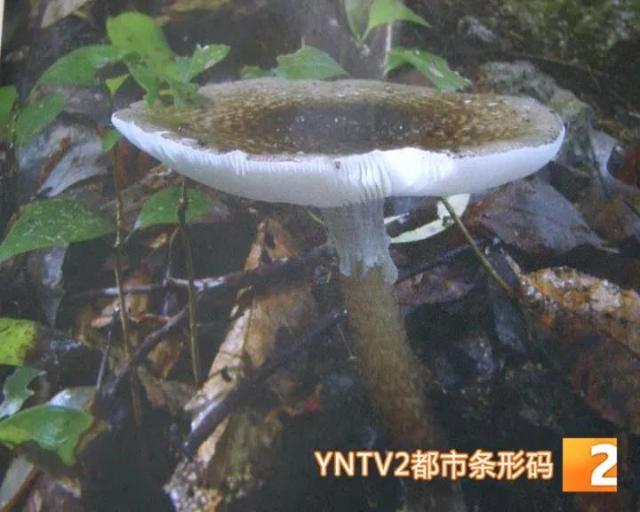 西雙版納四人誤食毒菌轉(zhuǎn)昆明急救7.jpg