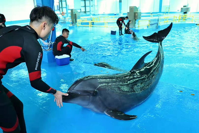 海豚暫養(yǎng)館內(nèi)的海豚- 海豚暫養(yǎng)館內(nèi)的海豚-