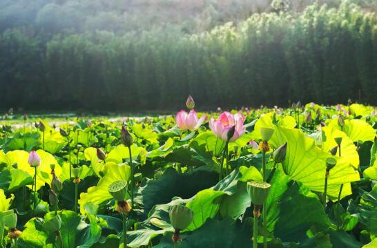 QQ截圖20190805133556