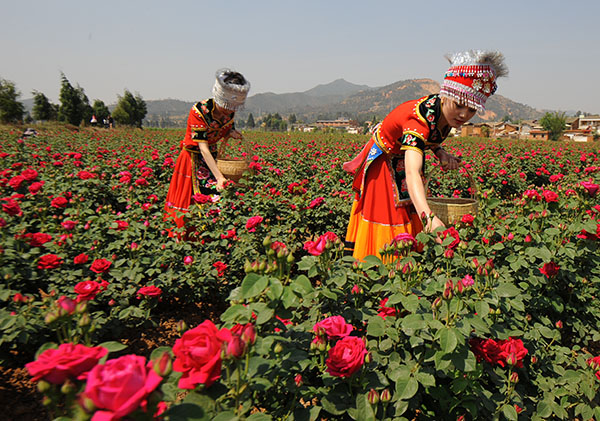 八街玫瑰花2 八街玫瑰花2