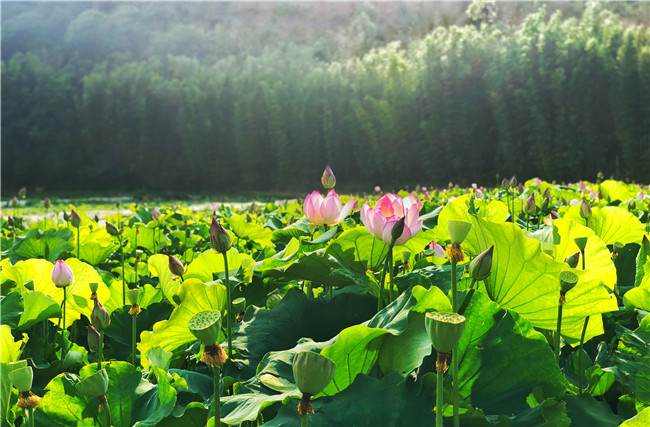 微信圖片_20190801180739