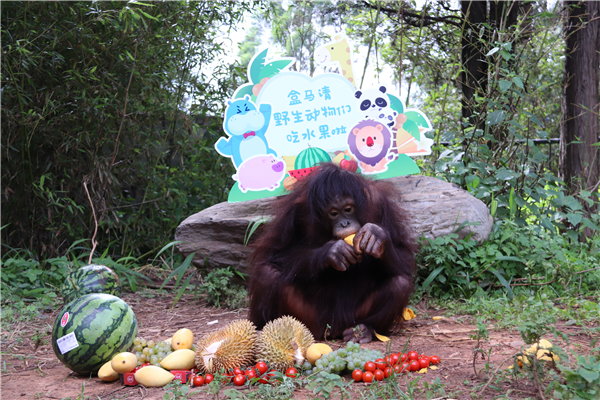圖1紅毛猩猩享水果自助餐。
