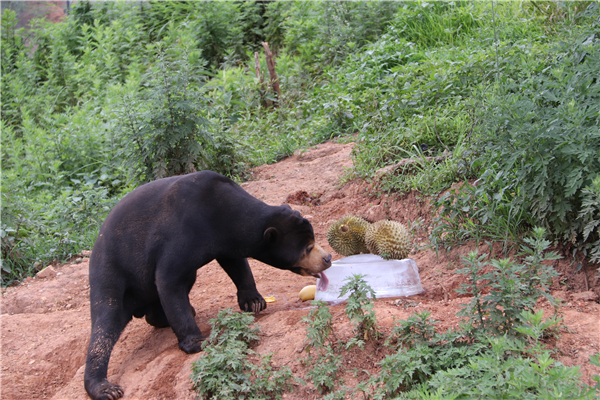 圖片2馬來熊被榴蓮吸引。