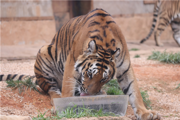 圖片3東北虎抱冰塊消暑。
