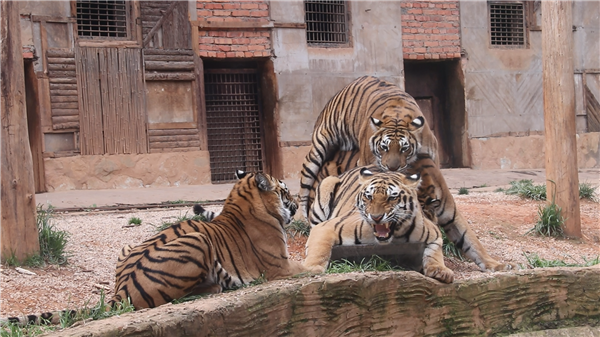 圖片4 東北虎兄弟爭奪冰塊。