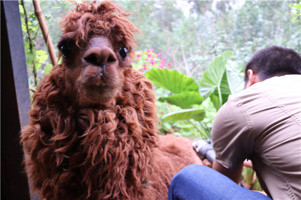 圖片5羊駝剪毛過夏天。