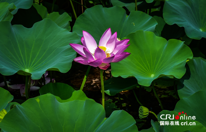 圖片默認(rèn)標(biāo)題_fororder_圖片3