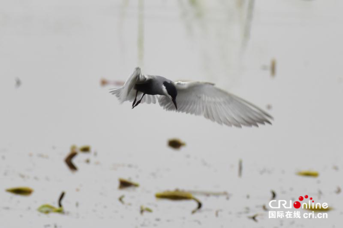 圖片默認(rèn)標(biāo)題_fororder_圖片6