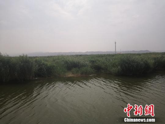 圖為烏梁素海的蘆葦。　于曉 攝