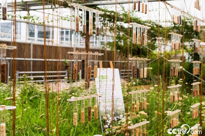 【新時(shí)代·幸福美麗新邊疆】小草也有大講究 “智慧”開出生態(tài)修復(fù)新“良方” 【新時(shí)代·幸福美麗新邊疆】小草也有大講究 “智慧”開出生態(tài)修復(fù)新“良方”