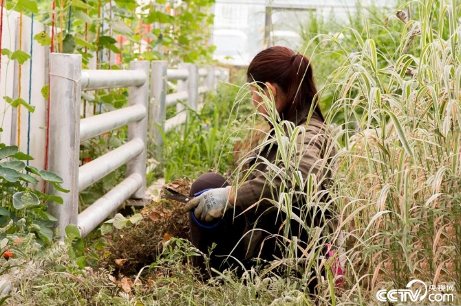 【新時(shí)代·幸福美麗新邊疆】小草也有大講究 “智慧”開出生態(tài)修復(fù)新“良方” 【新時(shí)代·幸福美麗新邊疆】小草也有大講究 “智慧”開出生態(tài)修復(fù)新“良方”